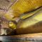 Reclining Buddha, Dambulla Caves, Sri Lanka