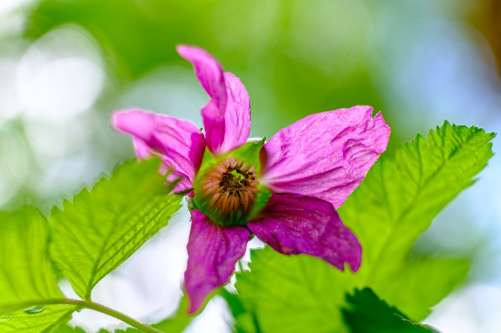 Spring Flower in the forest